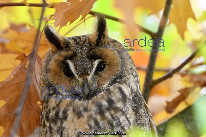 : Long-eared owl (Asio otus), resting, day roost : Long-eared owl (Asio otus), resting, day roost