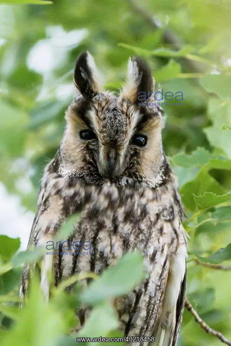 : Long-eared owl (Asio otus) sitting in a tree, juvenile : Long-eared owl (Asio otus) sitting in a tree, juvenile