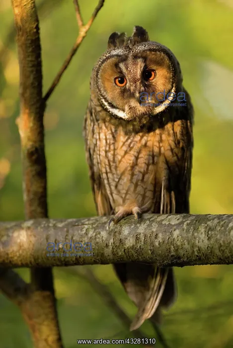 : Long-eared owl (Asio otus) sitting in a warm light : Long-eared owl (Asio otus) sitting in a warm light