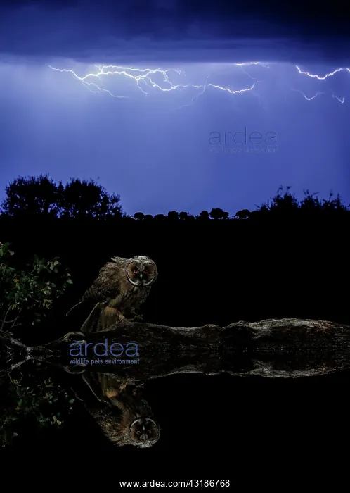 : Long-eared Owl (Asio otus) and thunderstorm, Salamanca : Long-eared Owl (Asio otus) and thunderstorm, Salamanca