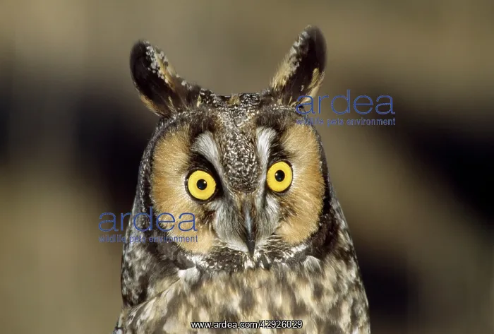 : Long-eared Owl - c / u of head : Long-eared Owl - c / u of head