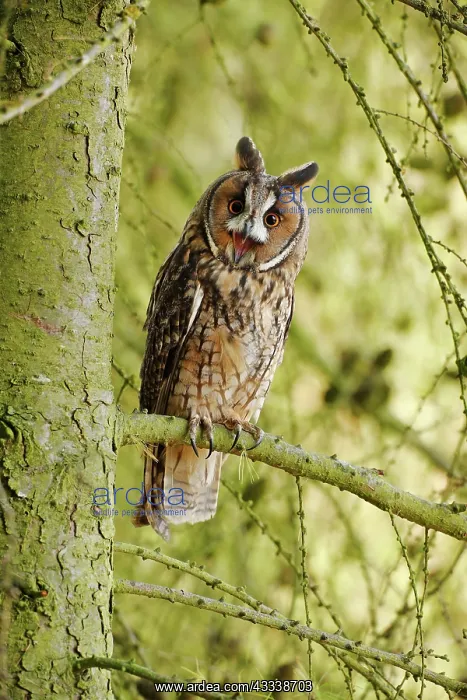 : Long-eared Owl - calling from larch tree : Long-eared Owl - calling from larch tree