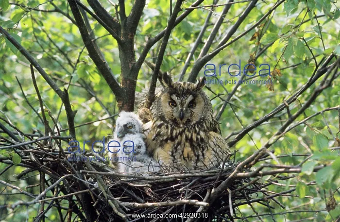  : Long Eared Owl - with chicks in nest