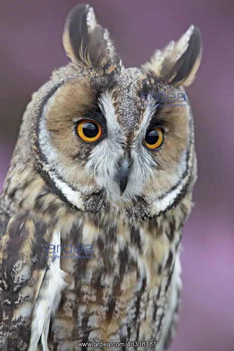 : Long eared Owl - close up : Long eared Owl - close up
