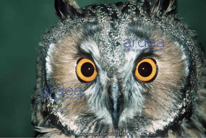 : Long-eared OWL - close-up of head : Long-eared OWL - close-up of head