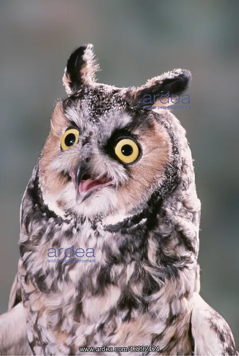 : Long-eared OWL - close-up of head, mouth open : Long-eared OWL - close-up of head, mouth open