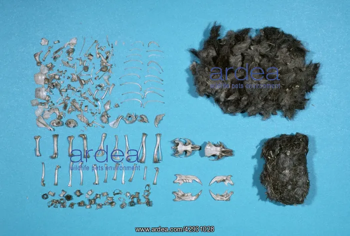  : Long-eared OWL - dissected owl pellet