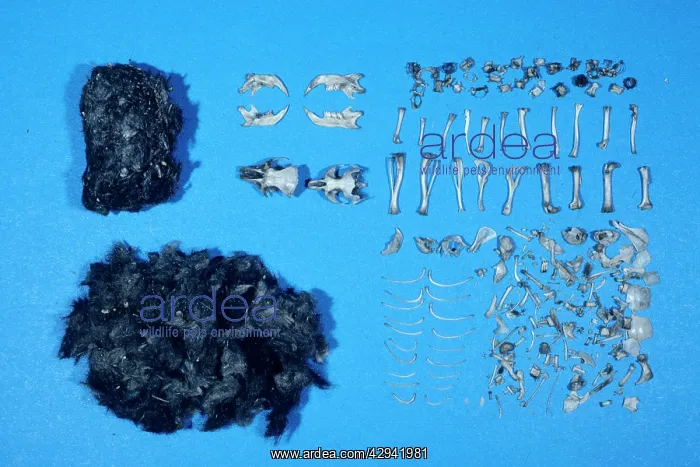 : Long-eared OWL - dissected owl pellet : Long-eared OWL - dissected owl pellet