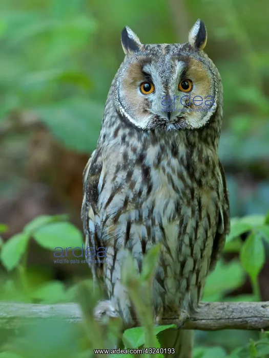 : Long-eared owl. Enclosure in the Bavarian Forest : Long-eared owl. Enclosure in the Bavarian Forest
