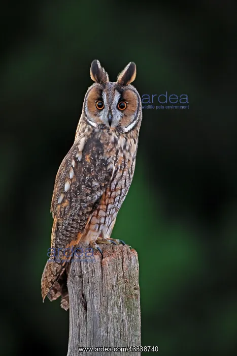 : Long-eared Owl - on fence post : Long-eared Owl - on fence post