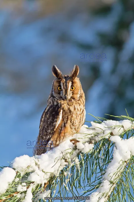 : Long eared Owl - on fir tree in snow : Long eared Owl - on fir tree in snow
