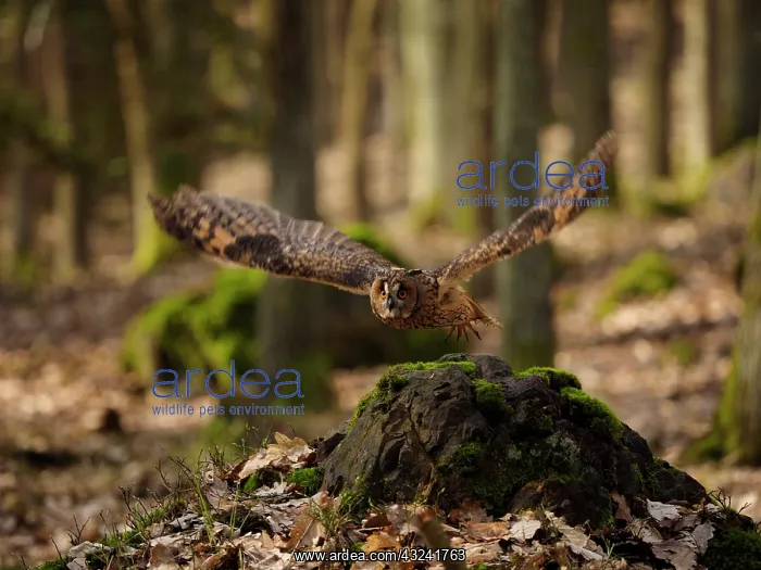  : Long-eared Owl-flying, Gemany