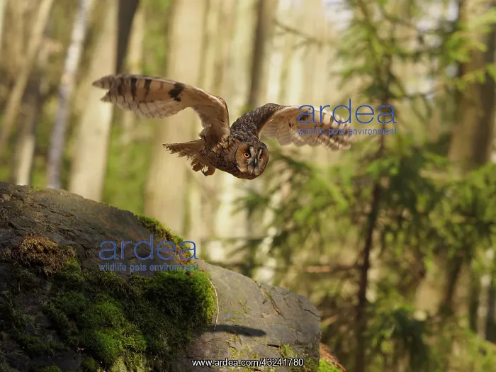  : Long-eared Owl-flying, Gemany