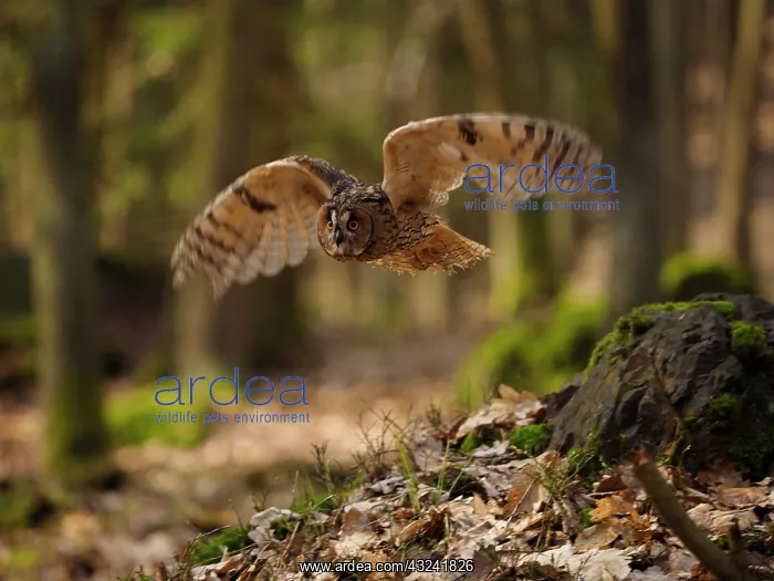  : Long-eared Owl-flying, Gemany