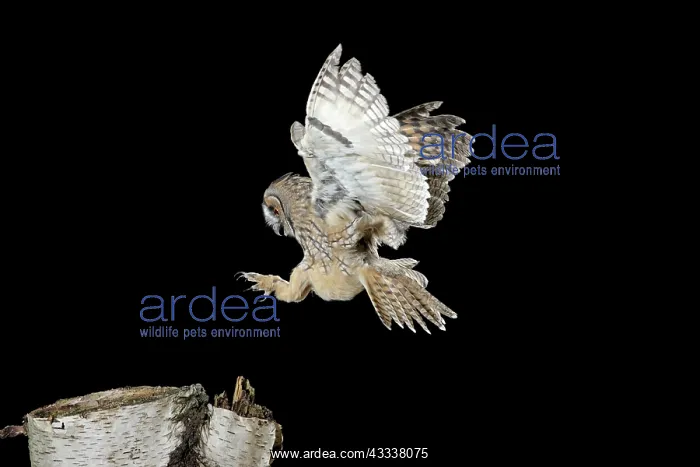 : Long Eared Owl - landing on birch stump : Long Eared Owl - landing on birch stump