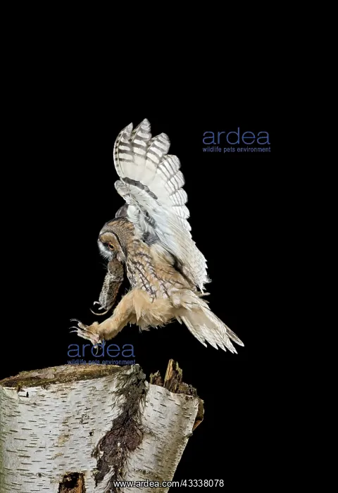 : Long eared Owl - landing on birch stump with vole prey : Long eared Owl - landing on birch stump with vole prey
