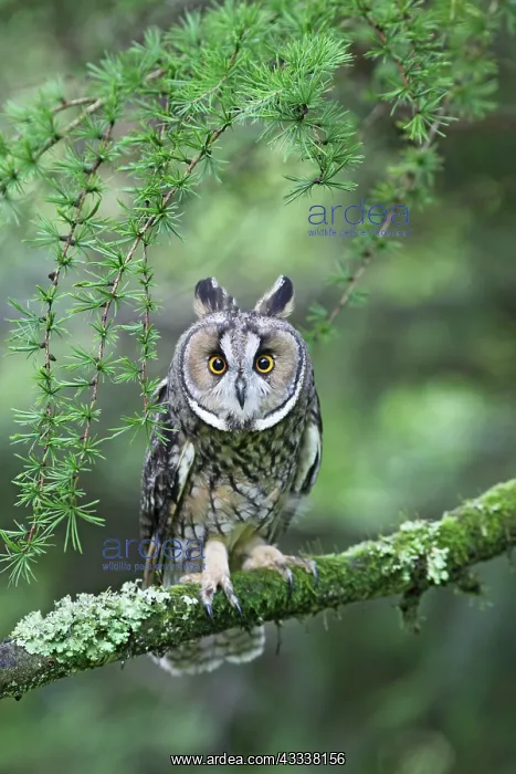 : Long eared Owl - in larch tree : Long eared Owl - in larch tree