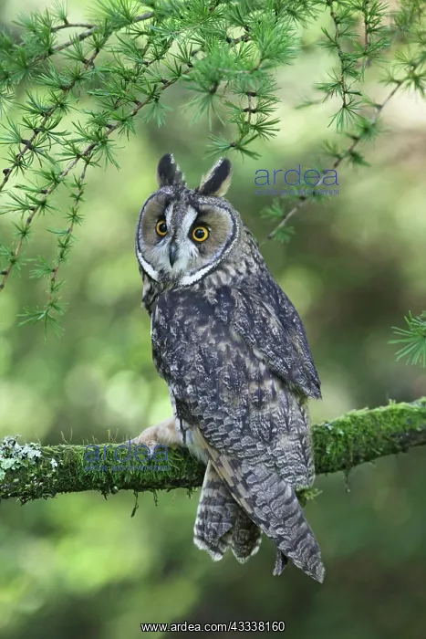 : Long eared Owl - in larch tree : Long eared Owl - in larch tree