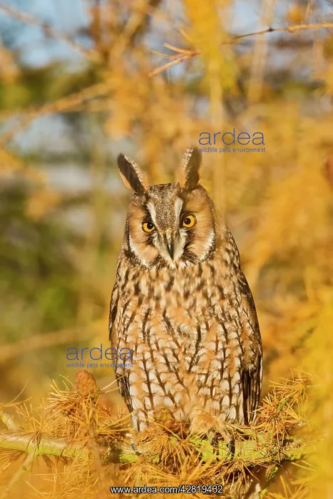 : Long Eared Owl - in larch tree in Autumn : Long Eared Owl - in larch tree in Autumn