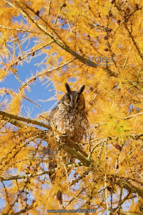 : Long Eared Owl - in larch tree in Autumn : Long Eared Owl - in larch tree in Autumn