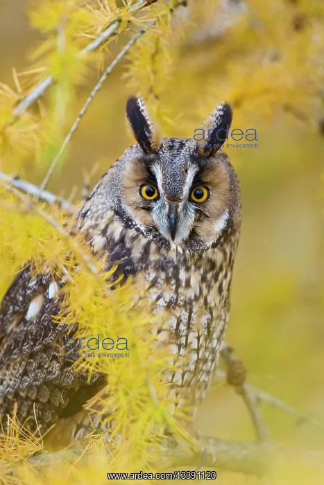 : Long Eared Owl - in larch tree in Autumn : Long Eared Owl - in larch tree in Autumn