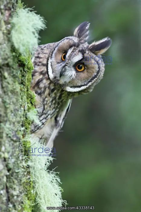 : Long eared Owl - looking around tree : Long eared Owl - looking around tree