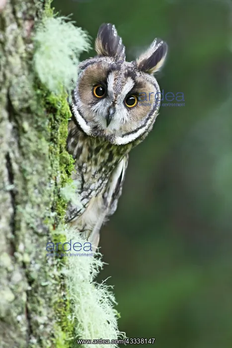 : Long eared Owl - looking around tree : Long eared Owl - looking around tree