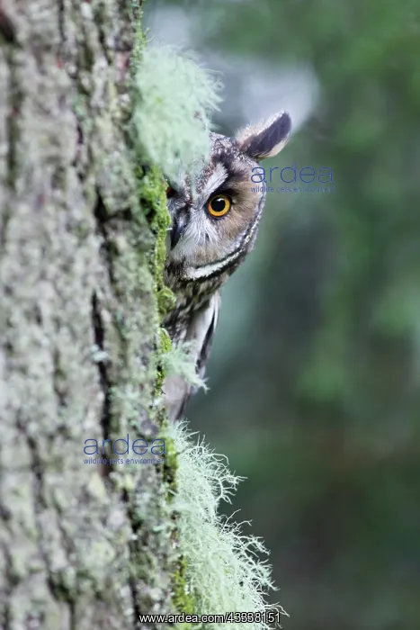 : Long eared Owl - looking around tree : Long eared Owl - looking around tree