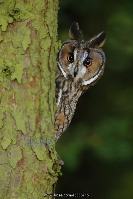 : Long eared Owl - looks around larch tree : Long eared Owl - looks around larch tree