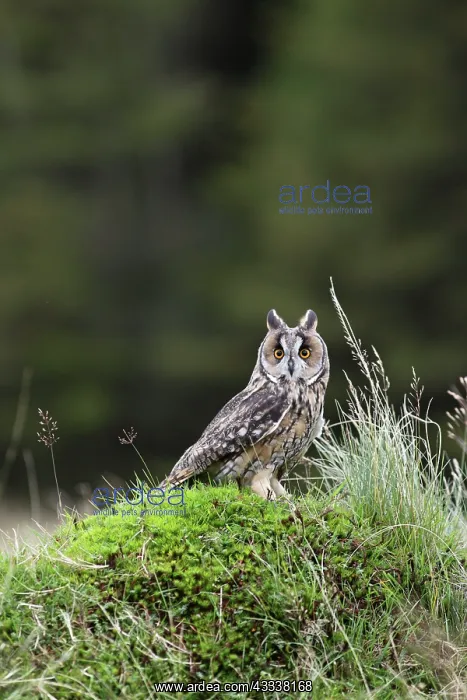 : Long eared Owl - on mossy bank : Long eared Owl - on mossy bank