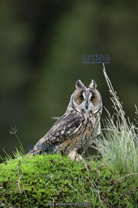 : Long eared Owl - on mossy bank : Long eared Owl - on mossy bank