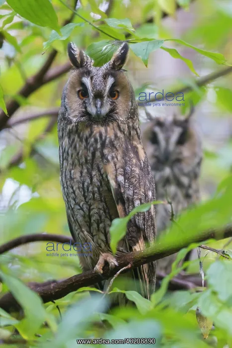 : Long Eared Owl - two owls perched on a branch - : Long Eared Owl - two owls perched on a branch -