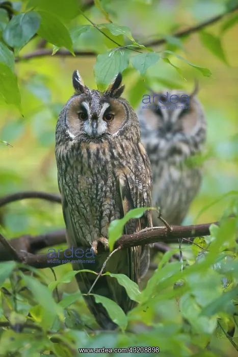 : Long Eared Owl - two owls perched on a branch - : Long Eared Owl - two owls perched on a branch -