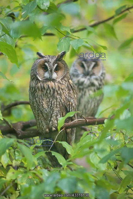 : Long Eared Owl - two owls perched on a branch - : Long Eared Owl - two owls perched on a branch -