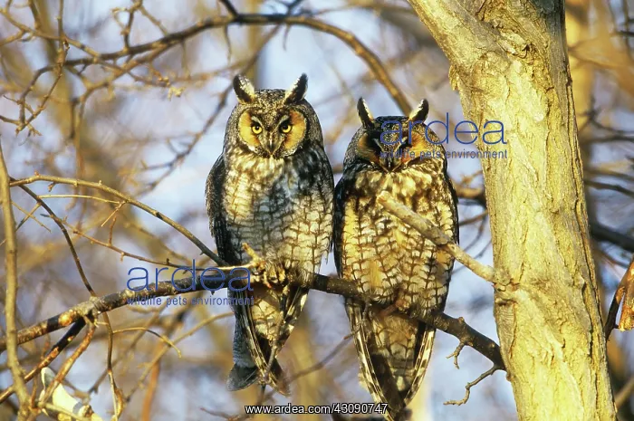 : Long-eared Owl Pair : Long-eared Owl Pair
