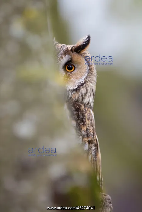 : Long Eared Owl - partially behind Pine Tree : Long Eared Owl - partially behind Pine Tree