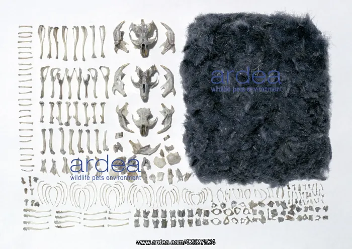 : Long-Eared Owl - Pellet analysis : Long-Eared Owl - Pellet analysis