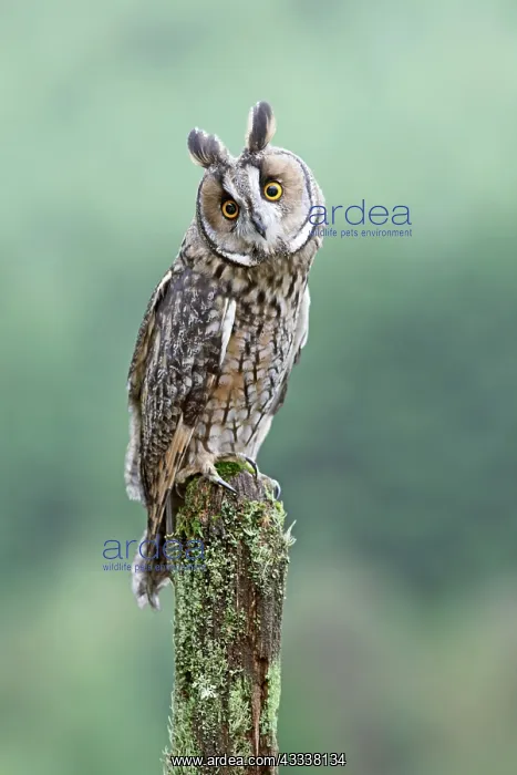  : Long eared Owl - perched on post