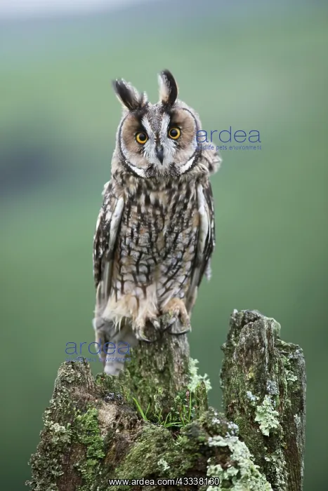 : Long eared Owl - perched on stump : Long eared Owl - perched on stump