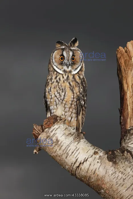 : Long eared Owl - perched on tree stump : Long eared Owl - perched on tree stump