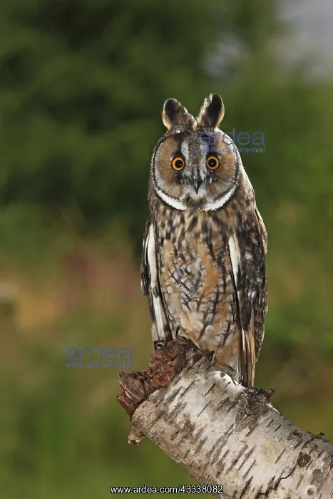: Long eared Owl - perched on tree stump at dusk : Long eared Owl - perched on tree stump at dusk