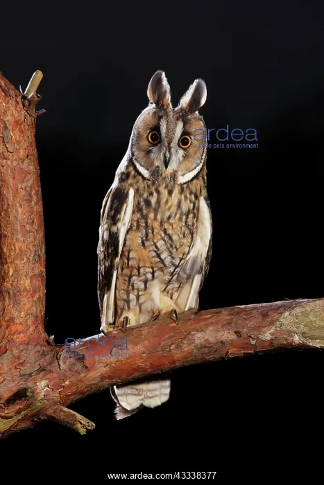: Long Eared Owl - on pine branch at dusk : Long Eared Owl - on pine branch at dusk