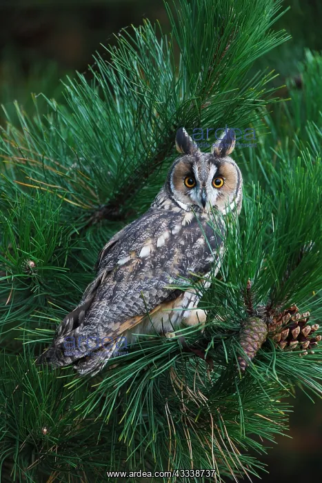 : Long eared Owl - in pine tree : Long eared Owl - in pine tree