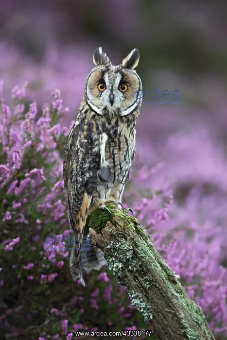 : Long eared Owl - on post in heather : Long eared Owl - on post in heather
