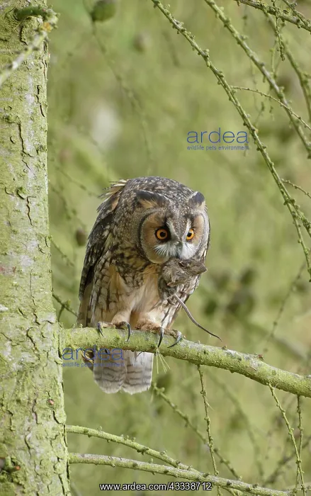 : Long-eared Owl - with prey in larch tree : Long-eared Owl - with prey in larch tree