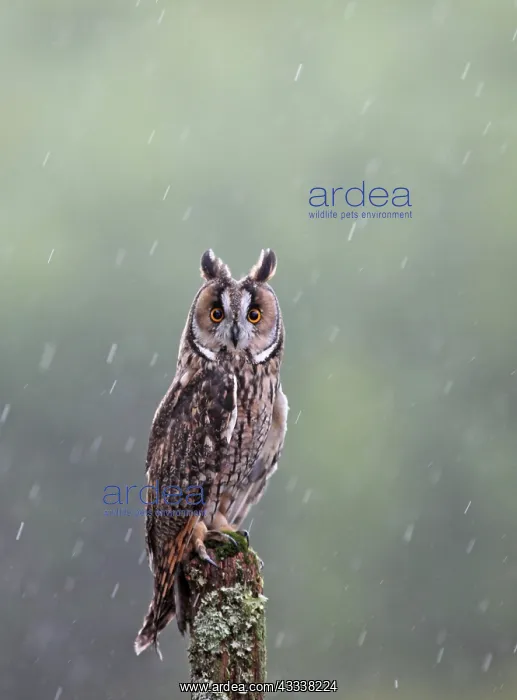 : Long eared Owl - in rain : Long eared Owl - in rain