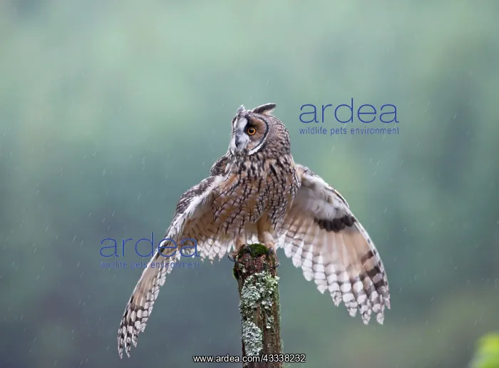 : Long eared Owl - in rain : Long eared Owl - in rain