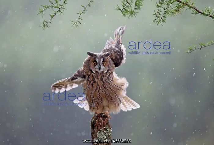 : Long eared Owl - in rain : Long eared Owl - in rain