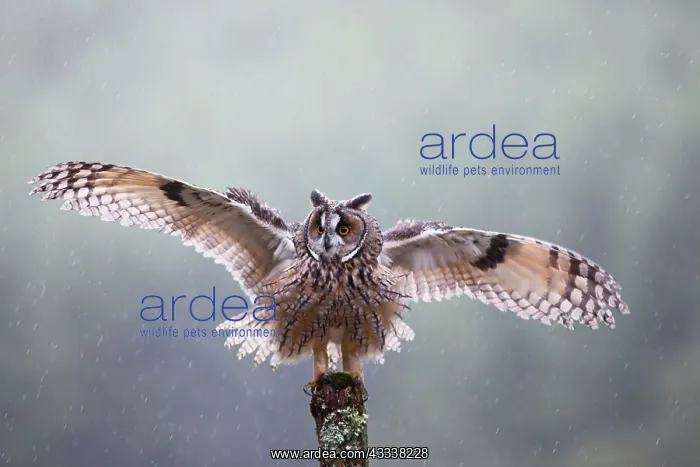 : Long eared Owl - in rain with wings spread : Long eared Owl - in rain with wings spread