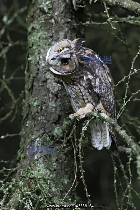 : Long eared Owl - roosting : Long eared Owl - roosting